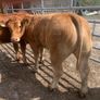 2 super cow makers Image 6