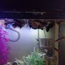 A few fish for adoption guppies and a few other fish Image 3