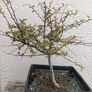 Native Irish Hawthorn Bonsai #1 Image 2