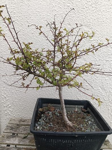 Native Irish Hawthorn Bonsai #1