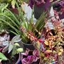 11 healthy Plants, Lucan Image 5