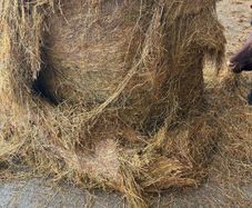 Silage