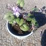 plants Image 3