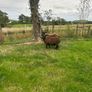 Black texel cross tip lamb , Image 4