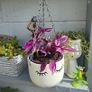Tradescantia fluminensis in hanging pot Image 2