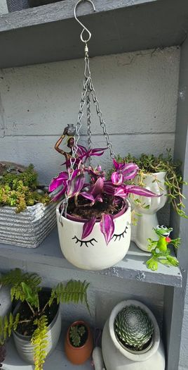 Tradescantia fluminensis in hanging pot