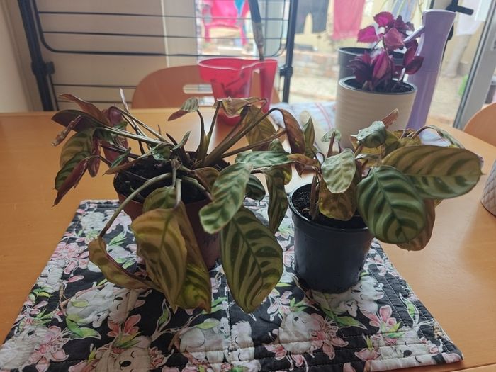 Two house plants