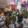 Two house plants Image 2