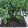 Bonsai Juniperus Image 5