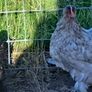 Pekins Image 5