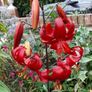 Asiatic Lily in a 2 Liter pot Image 3