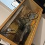 Lizard tank Image 2