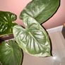 plant Image 4