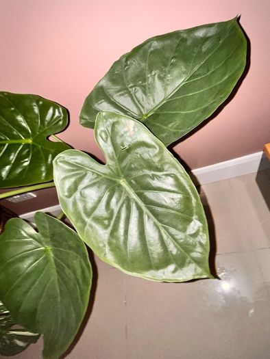 plant