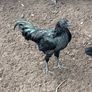 Young roosters, one left Image 3