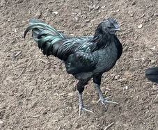 Young roosters, one left