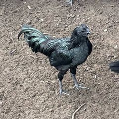 Young roosters, one left