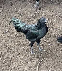 Young roosters, one left