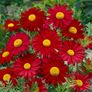 (D) Daisy Robinson Giants seeds 0.2g (431854) Image 2