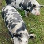 Kune Kune pigs Image 5