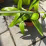 Amaryllis plant Image 2