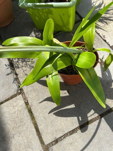 Amaryllis plant