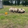 Lambs Image 7