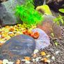 Ramshorn Snails Image 6
