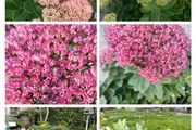 Perennial plants dont get much easier than sedum.