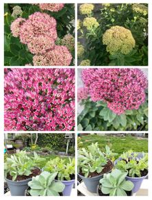 Perennial plants dont get much easier than sedum.