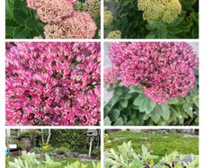 Perennial plants dont get much easier than sedum.