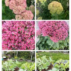 Perennial plants dont get much easier than sedum.