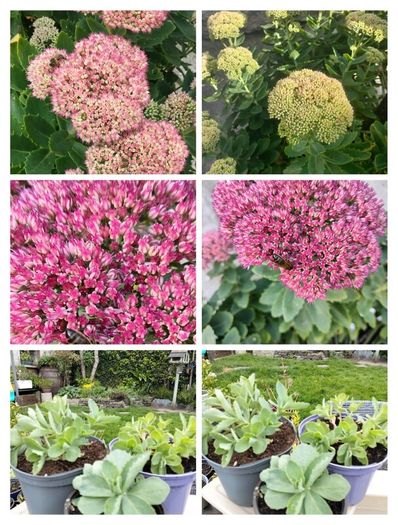 Perennial plants dont get much easier than sedum.