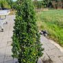 Buxus cones  (Ilex) Image 4