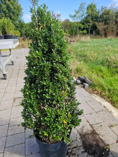 Buxus cones  (Ilex)