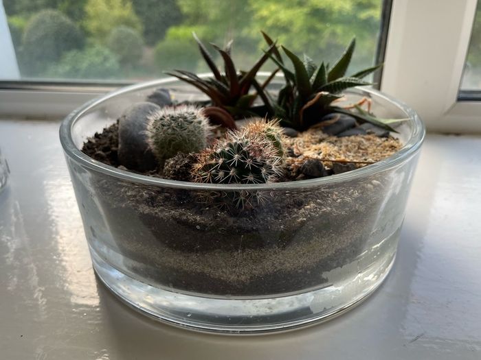 Mini Indoor Cactus Garden