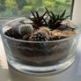 Mini Indoor Cactus Garden Image 2