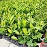 Laurel Hedging Image 5
