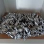 Ladies Cotton Shorts for Sale Image 2