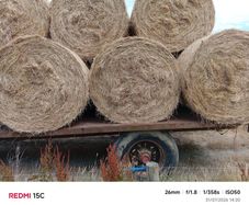 Hay