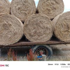 Hay