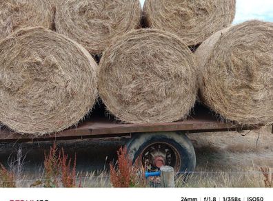 Hay