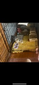 Animal crate