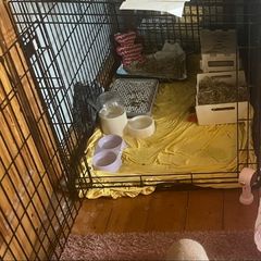 Animal crate