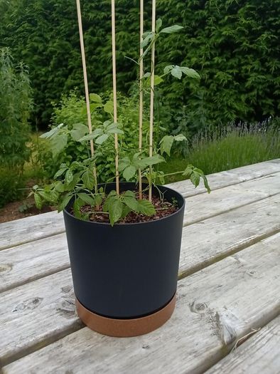 Jiaogulan ( Gynostemma pentaphyllum) plant