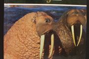 SALE!  The Illustrated Encyclopedia of WILDLIFE - Volume 3 - Mammals