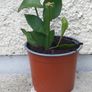 Epiphyllum oxypetalum Queen of the Night Image 2