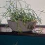 Rhipsalis heteroclada  flowers Image 2