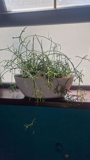 Rhipsalis heteroclada  flowers