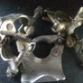 clamps bolted dual size adjustable Image 6